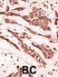 EDG4 Antibody (N-term)